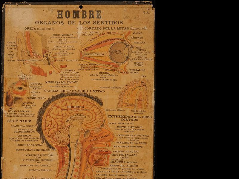 Lámina: Hombre, órganos de los sentidos