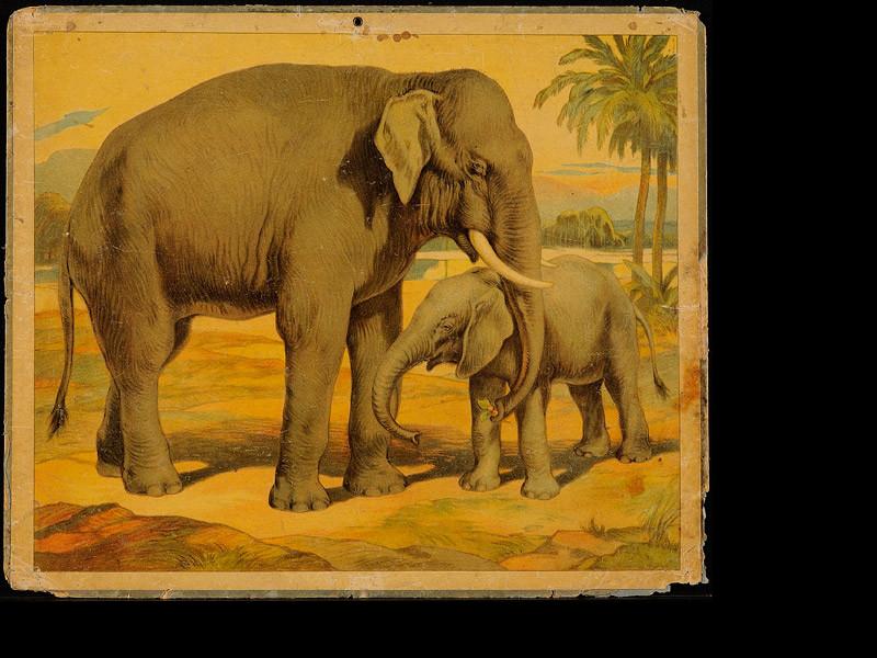 Lámina: Elefante