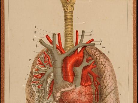 Lámina anatomía humana