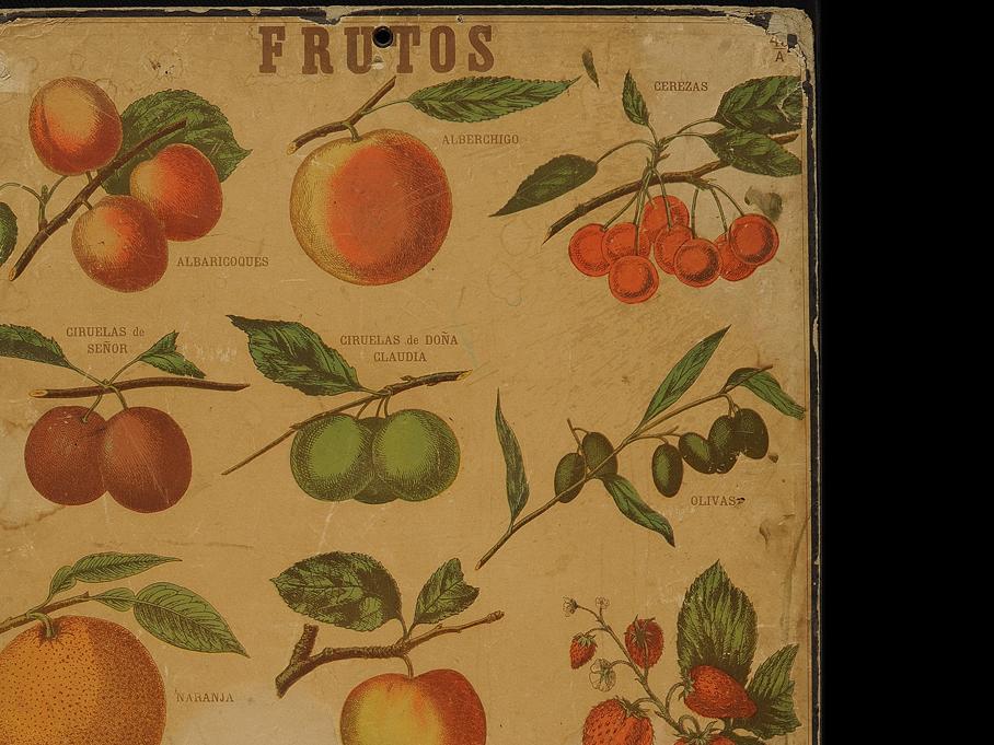 Lámina escolar: Frutos