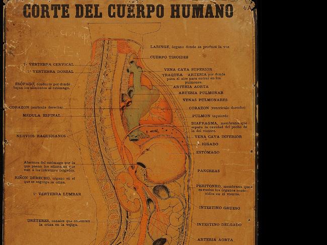 Lámina Corte del cuerpo humano