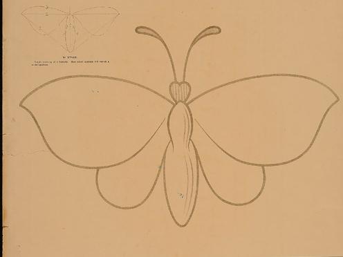 Lámina Dibujo mariposa