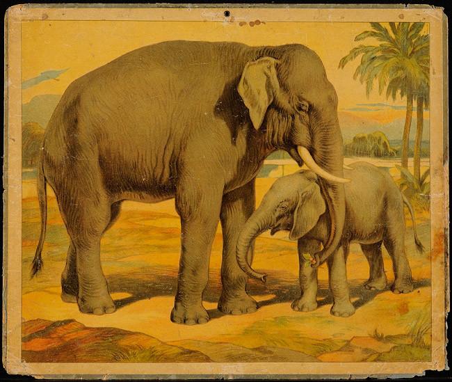 Lámina: Elefante Lámina: Elefante